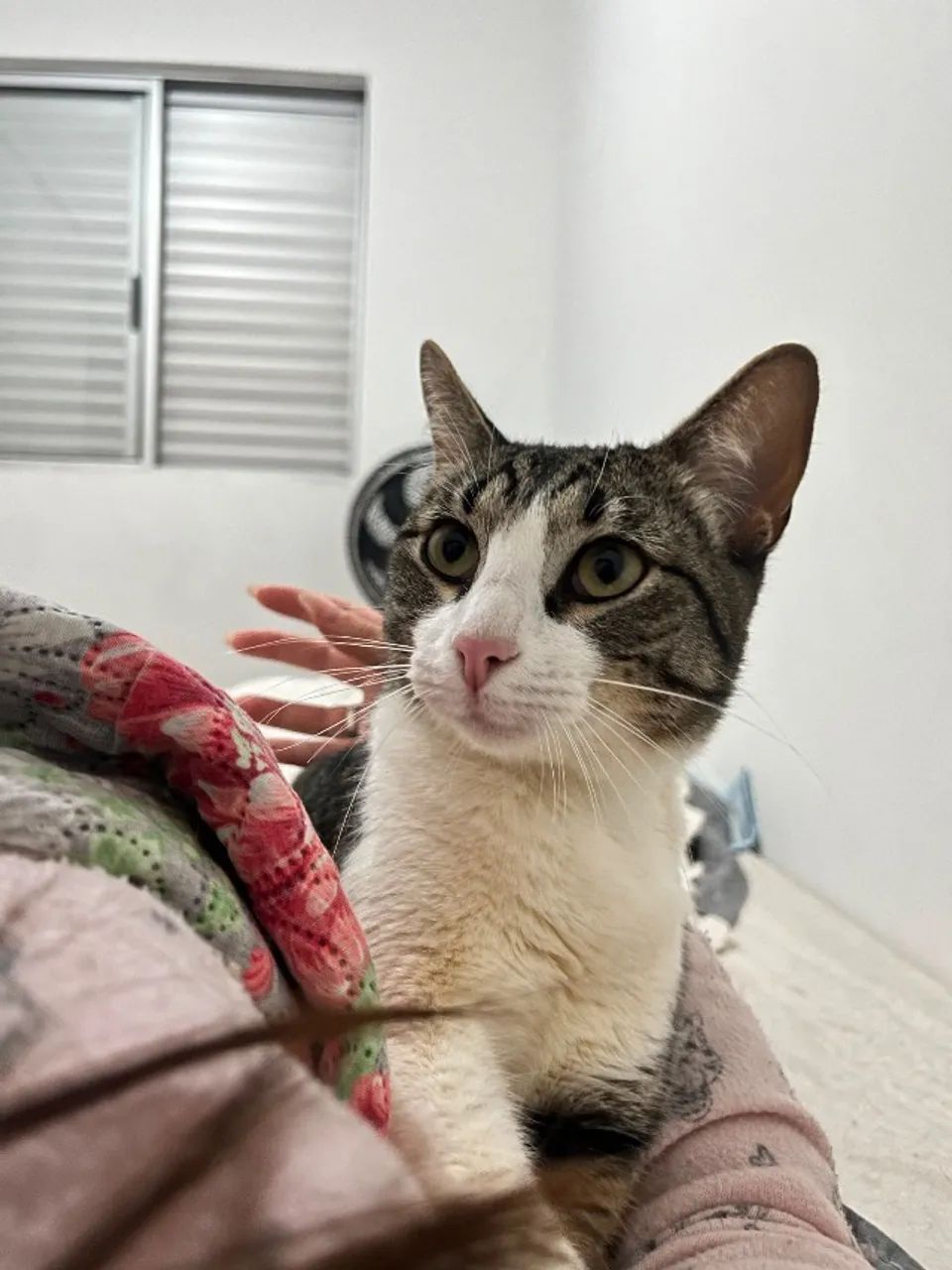 Gato - Foto 3