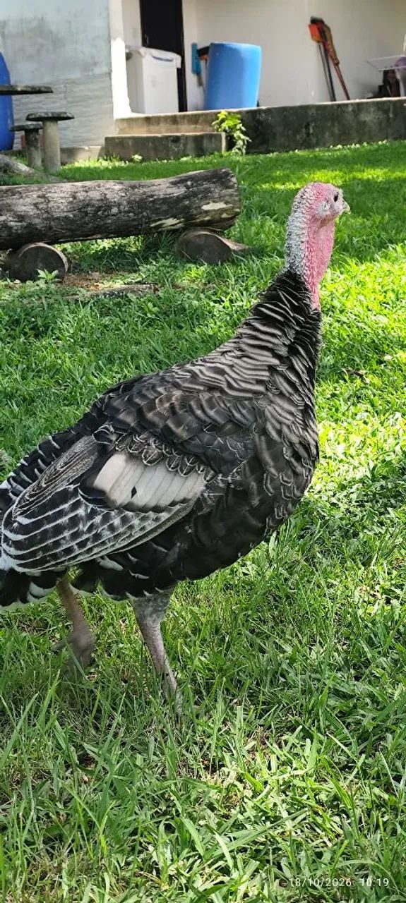 Peru macho 