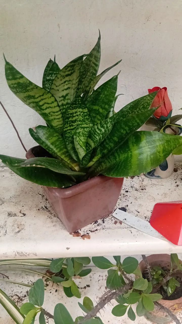 Mini espada no vaso - Foto 2