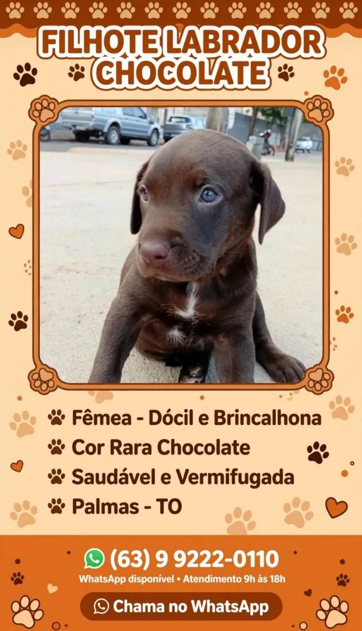 Labrador filhote 