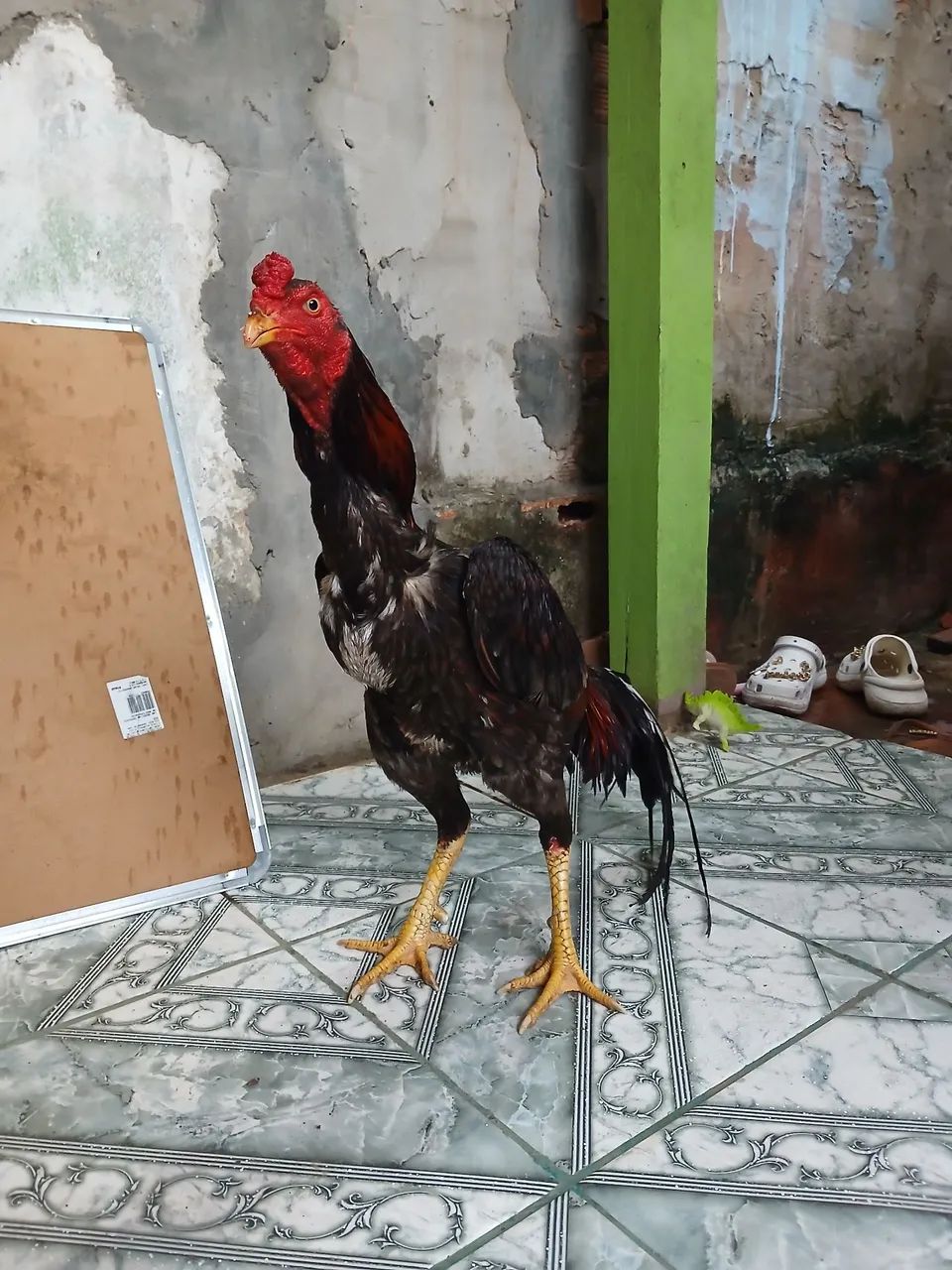 Galo carioca  - Foto 3