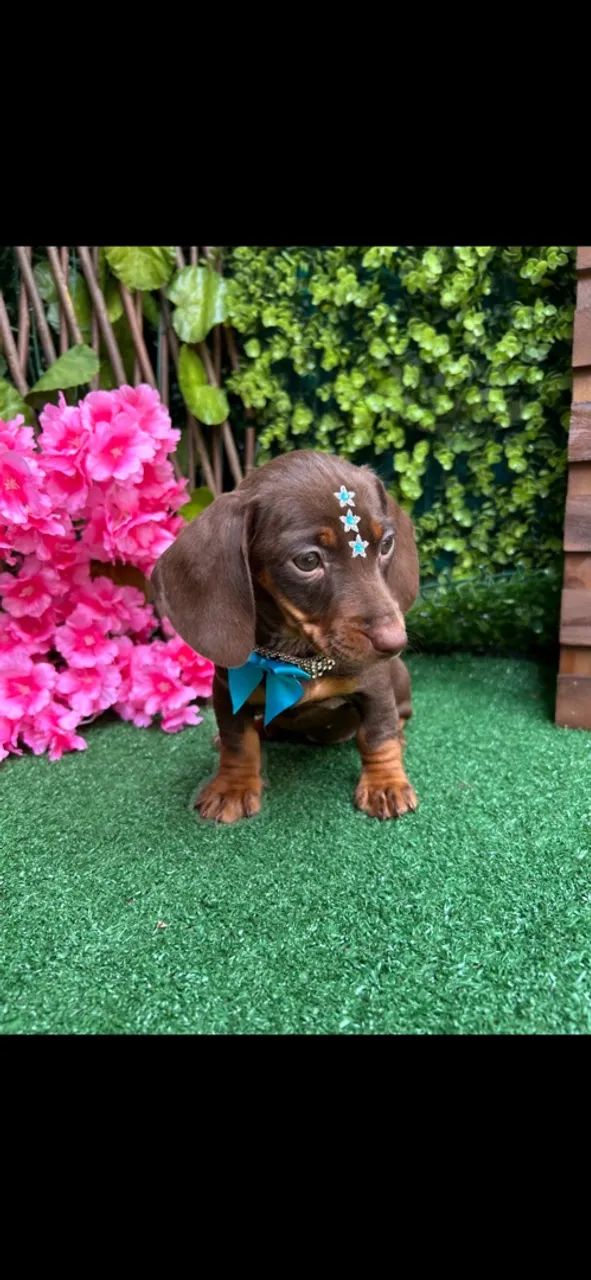 Dachshund Miniatura (chocolate) - Foto 2