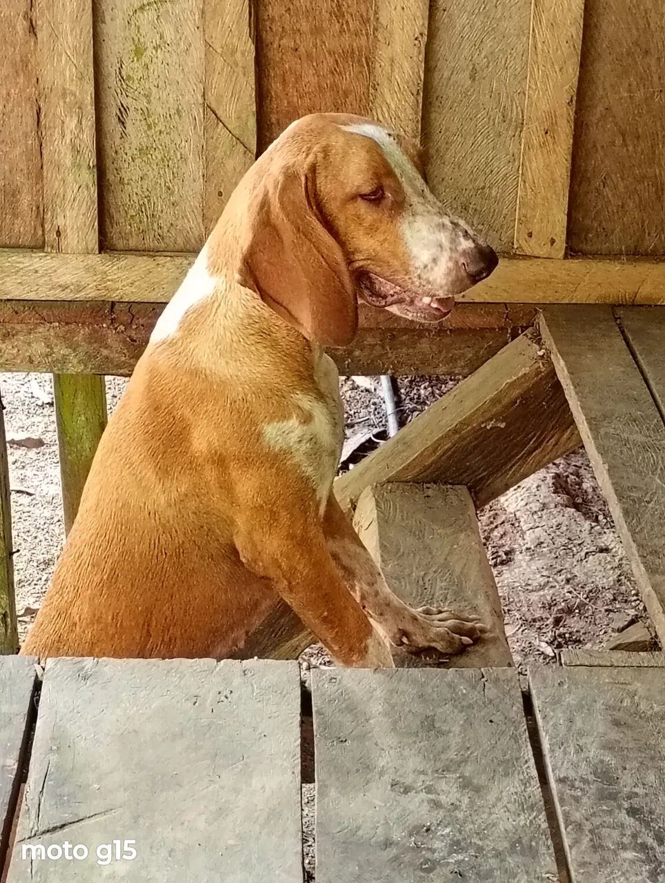 Cachorro americano  - Foto 3