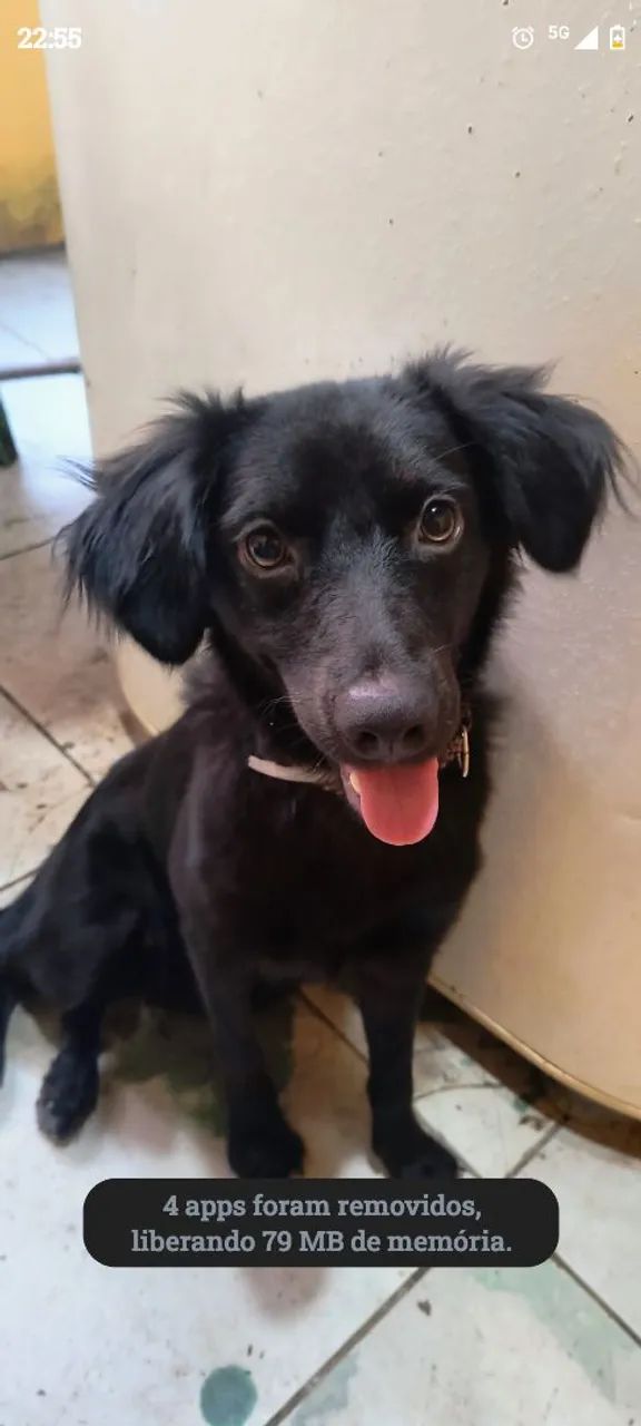 Cadela de 6 meses