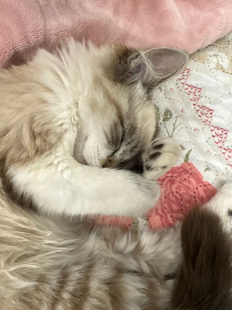 Doa-se gatinho macho  - Foto 5