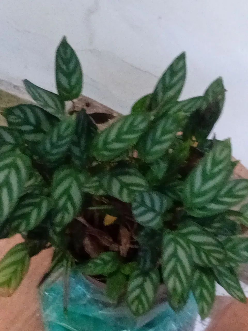Muda de planta asplenio .