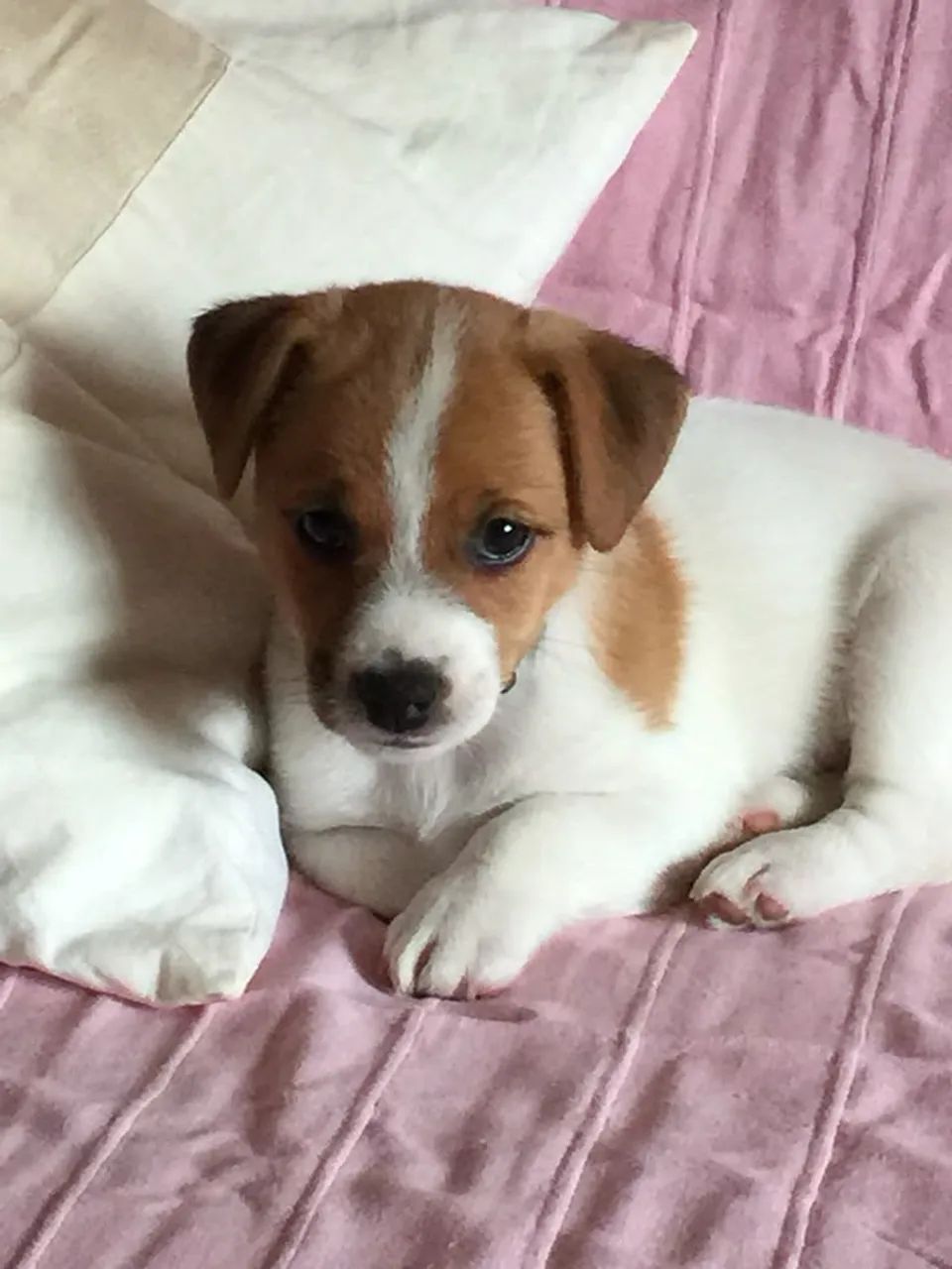 Jack Russel Macho e Fêmea  - Foto 2