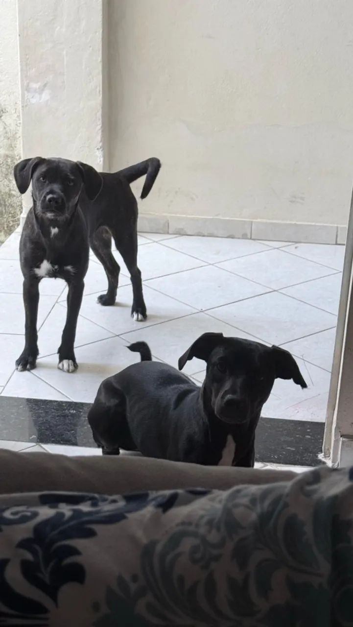 Adoção  - Foto 2