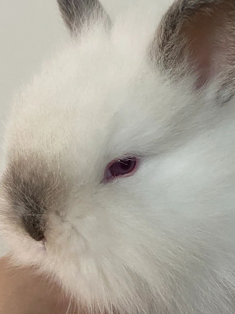 Mini coelho NETHERLAND Dwarf  - Foto 3