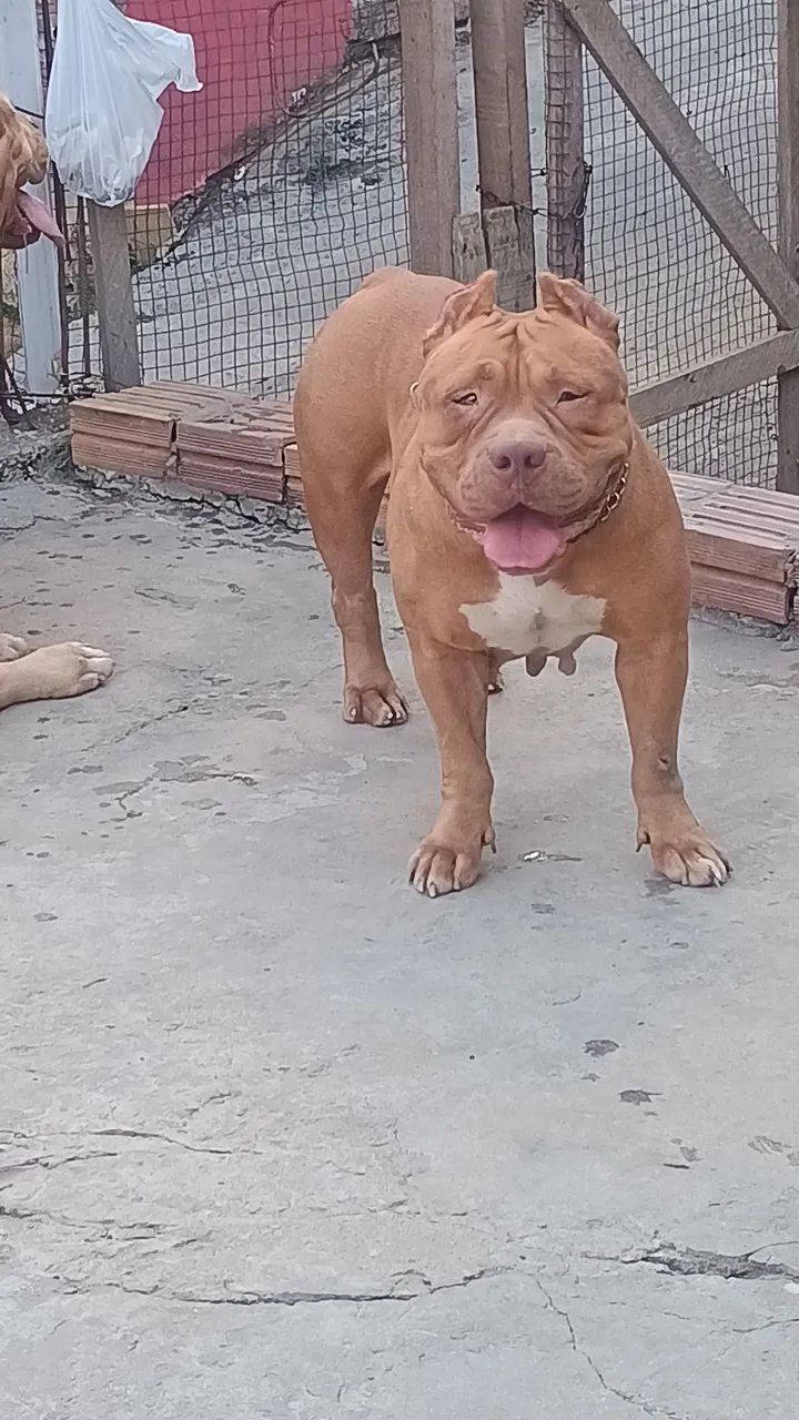Vendo com urgência  - Foto 2