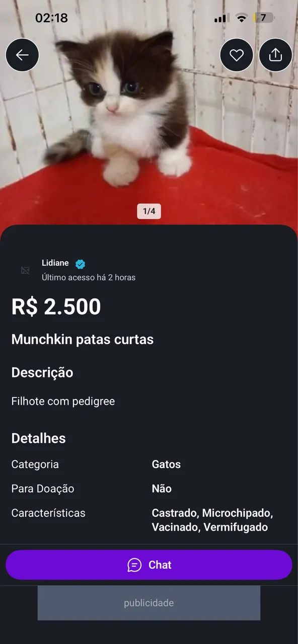 Gato persa  - Foto 5