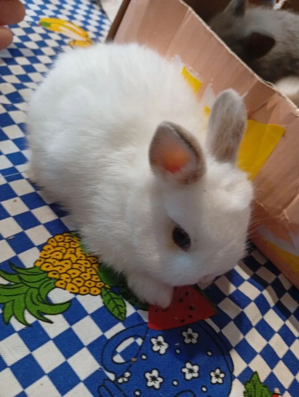 Mini coelhos Lion  - Foto 2