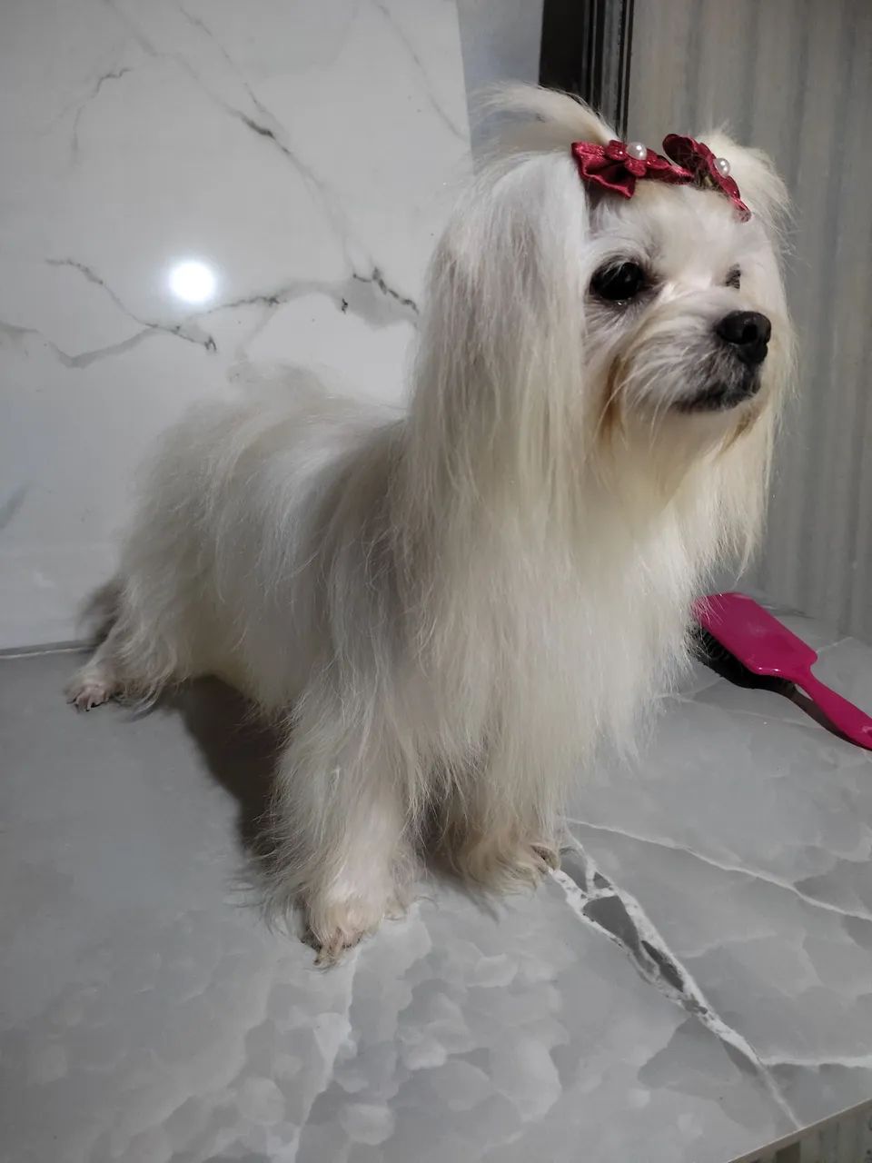 Maltês 