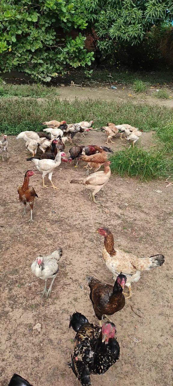 Vendo mais de 20 cabeças de galinha e galos indianos crista bola e crista normal