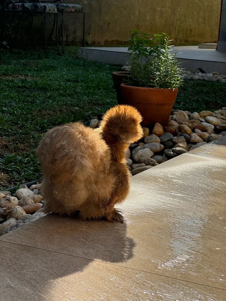 Galinha  - Foto 2