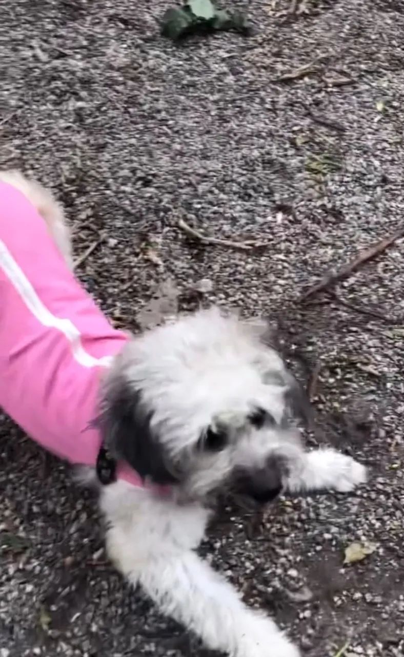 DOAÇÃO POODLE 5 ANOS - Foto 3