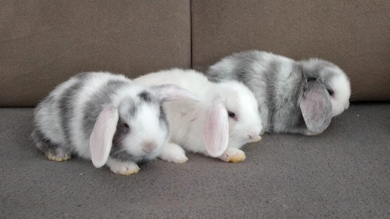 Filhotes de coelhos mini lop uruguaios  - Foto 3
