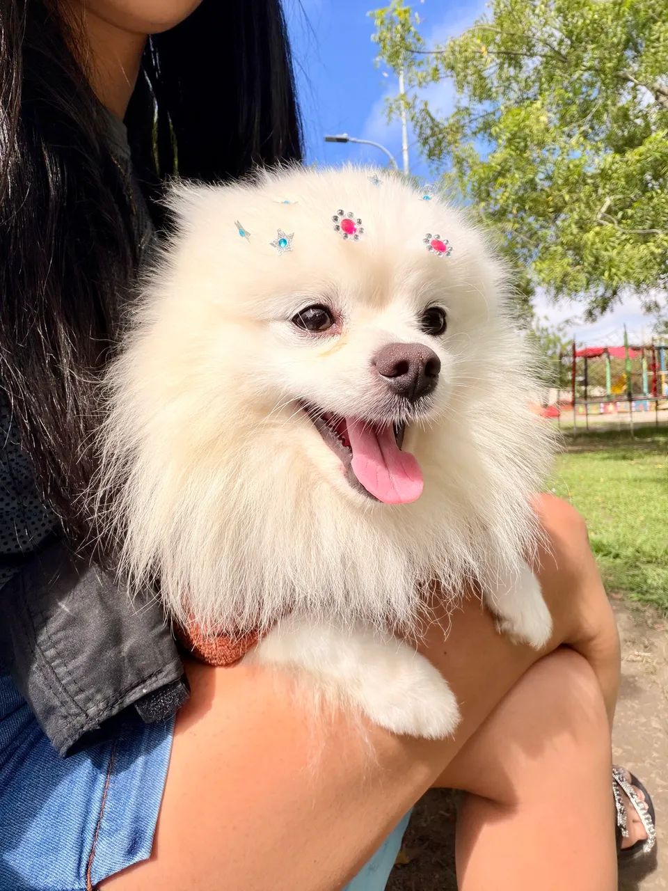 Spitz alemão  - Foto 5