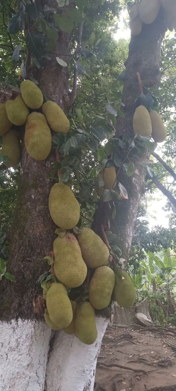 Jacas mole e jacas dura - Foto 2