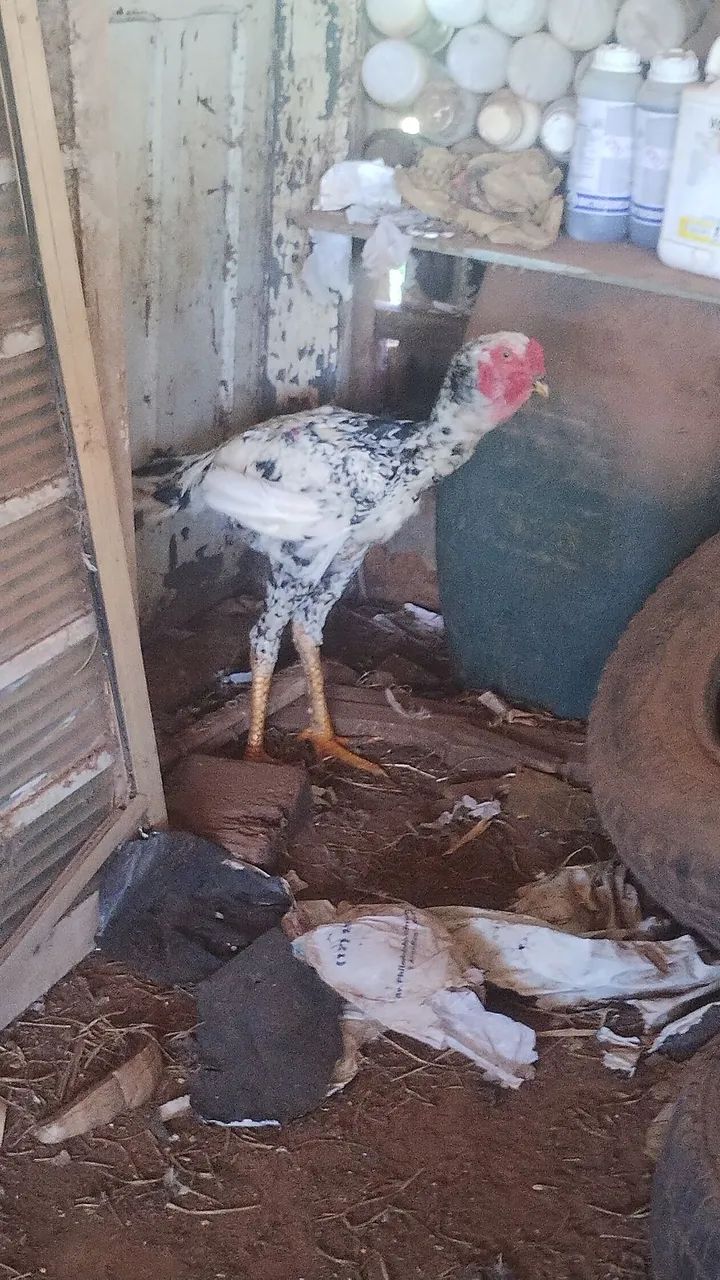 Vendo frango gigante mil flores começando a servir  - Foto 2