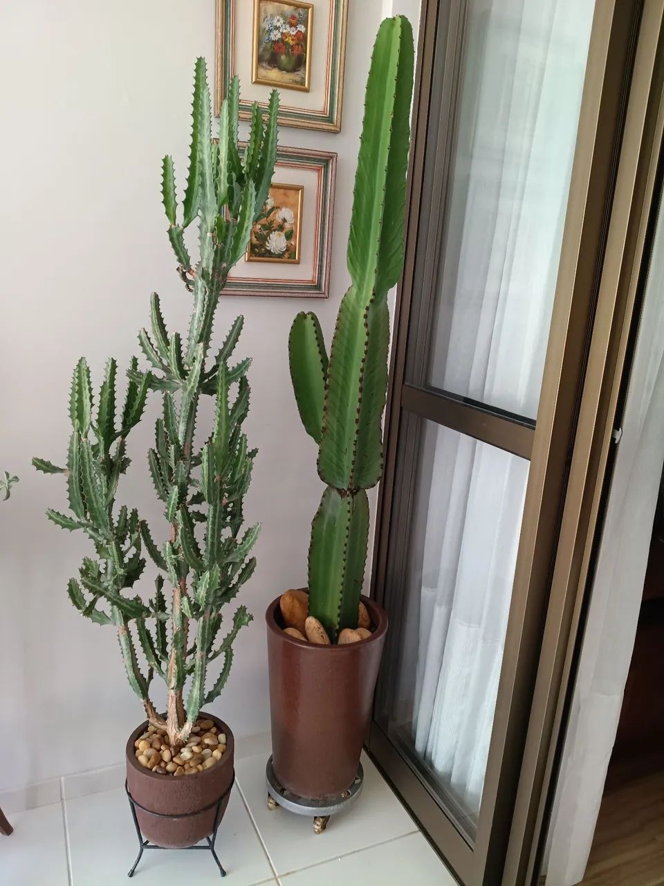 Plantas  - Foto 3
