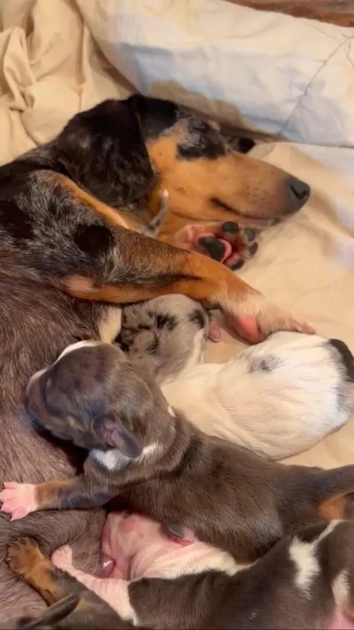 Basset