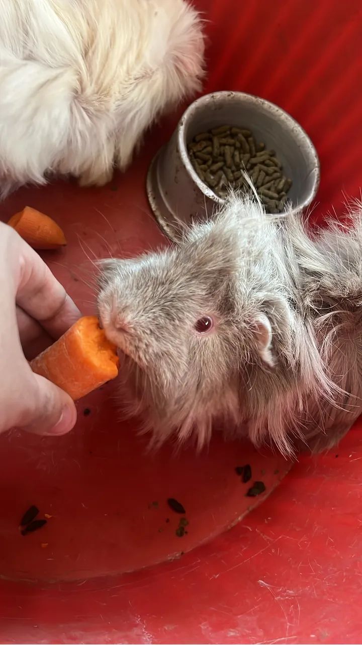 ? Porquinhos-da-Índia Peruano - Casal Adulto (Macho e Fêmea) - Foto 3