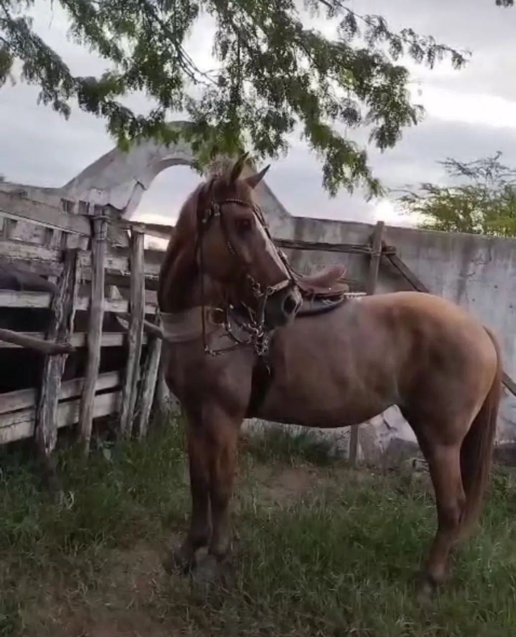 Égua quarto de milha 