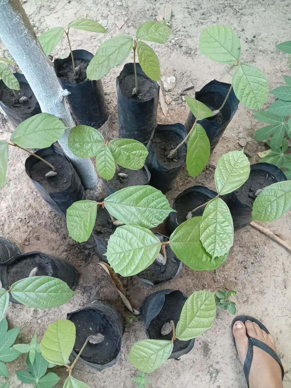 Vendo mudas de cupuacu novas 
