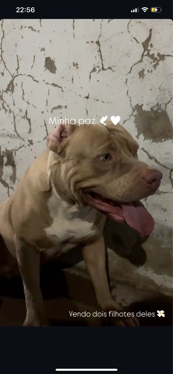 Filhote macho pitbull puro - Foto 2