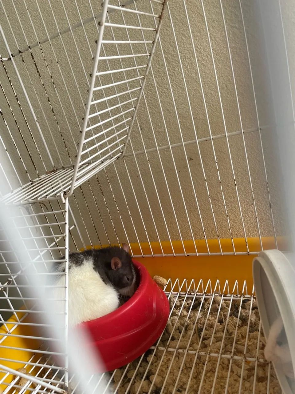 Rato twister - Foto 4