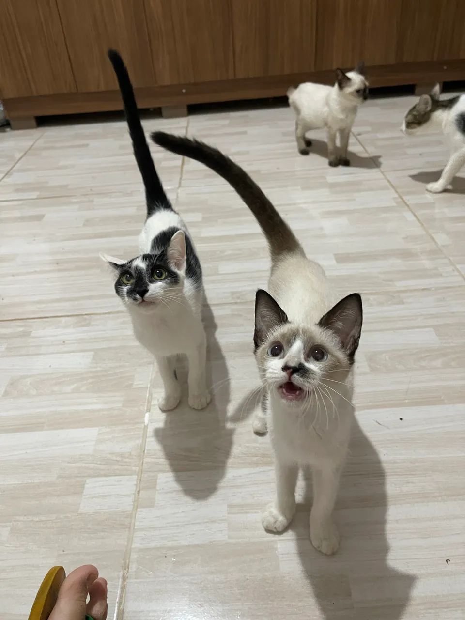 Doação de gatinhos  - Foto 4