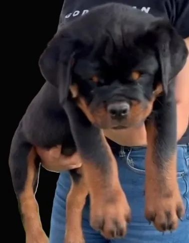 ROTTWEILER MACHOS E FÊMEAS DISPONÍVEIS - Foto 3
