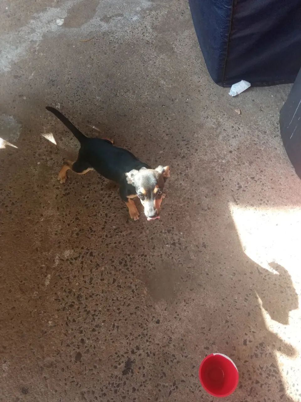 Cachorro macho porte pequeno  - Foto 2