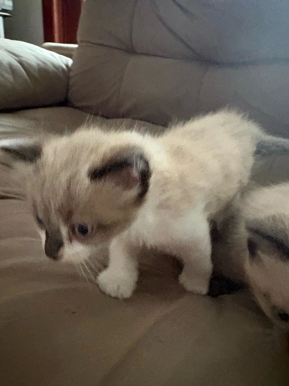 Gatinho  - Foto 2
