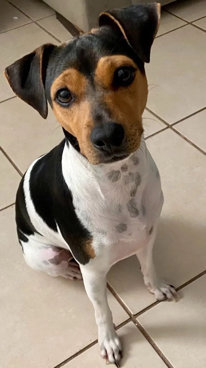 Cachorro