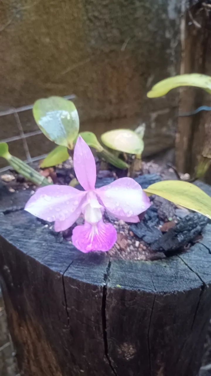 Vendo orquídeas  - Foto 2