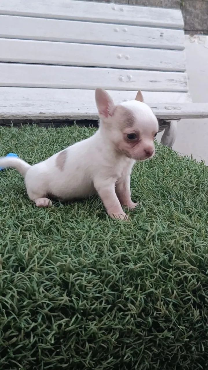 Chihuahua  - Foto 2