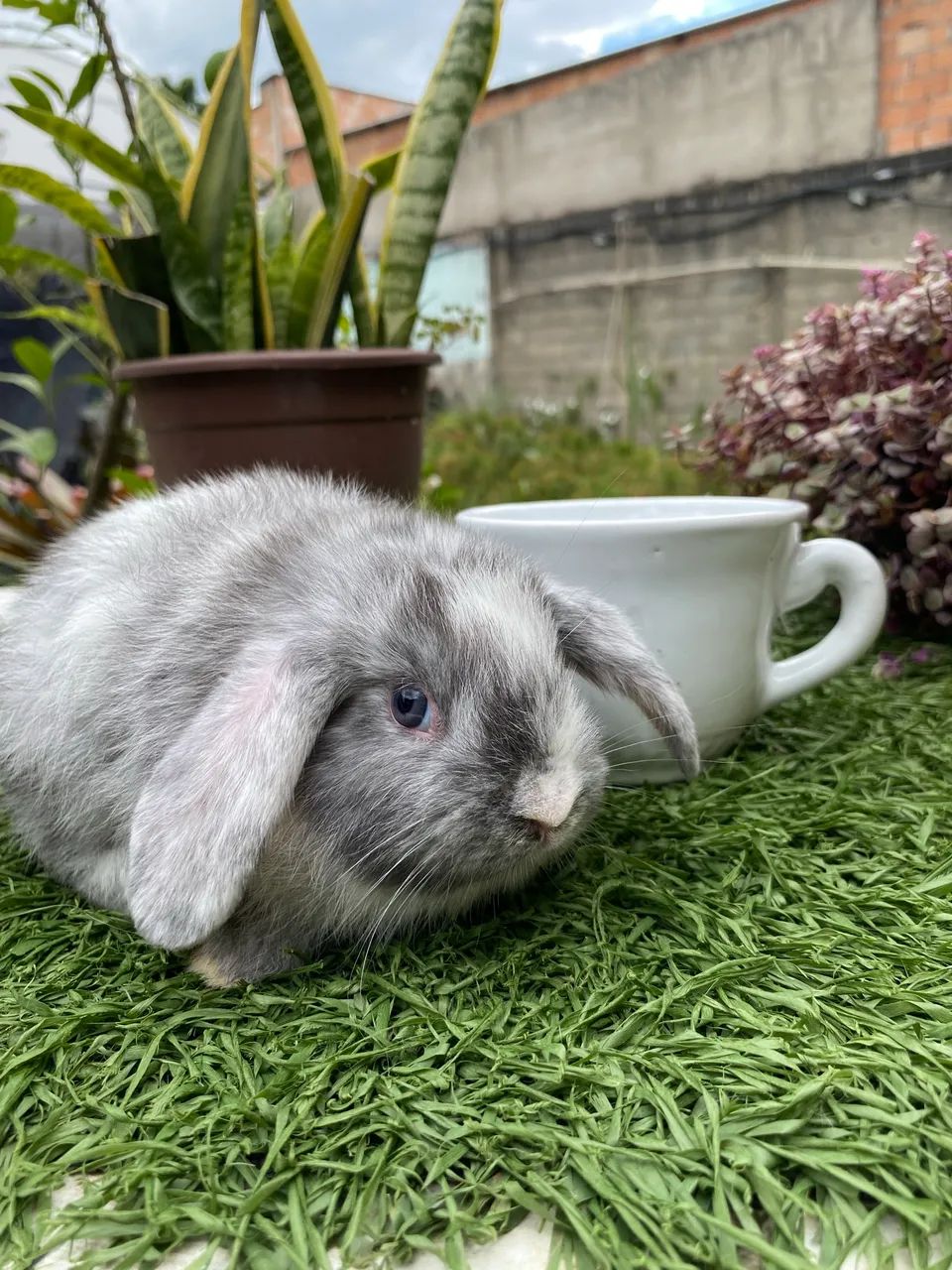 Coelho Mini Lop filhotes fofinhos - Foto 5