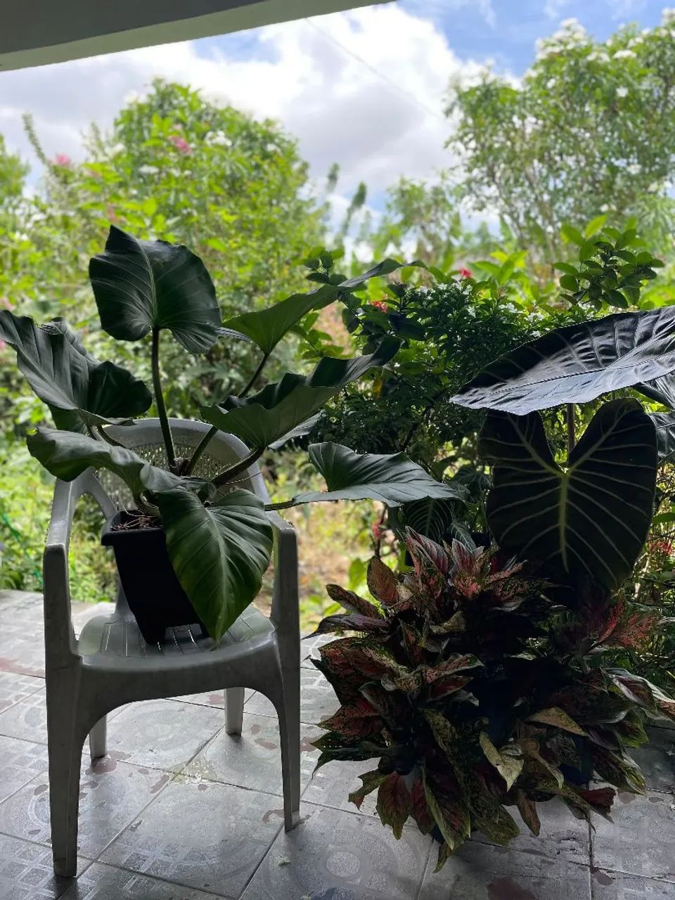 Plantas  - Foto 3