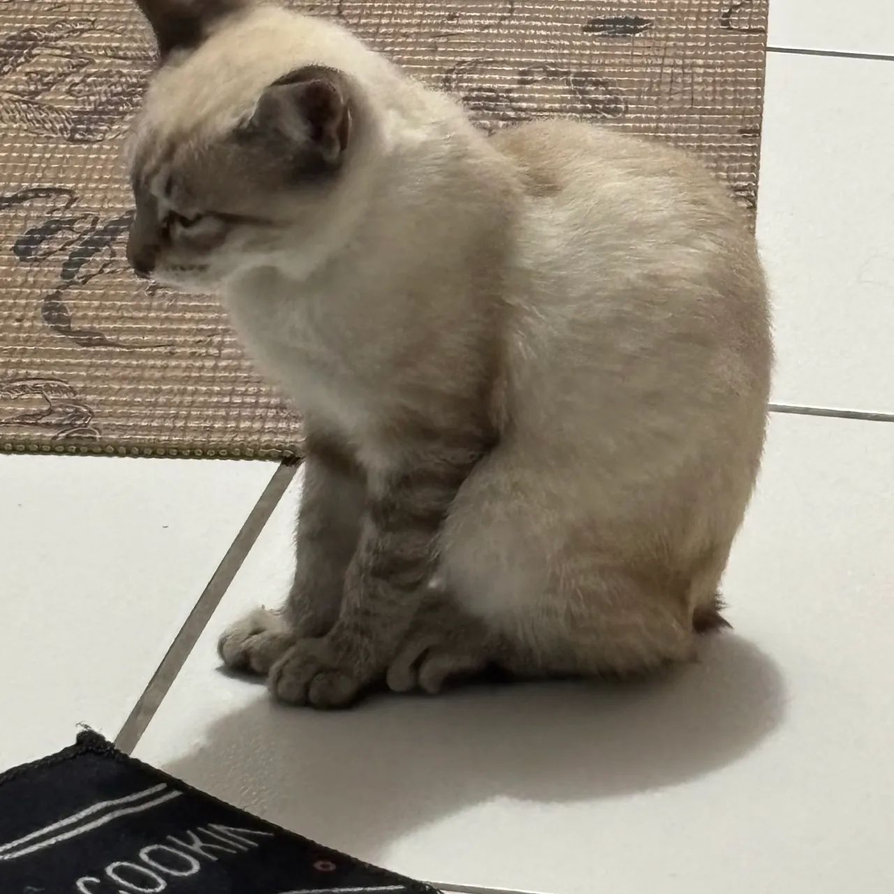 Doação de gatinha filhote - Foto 5