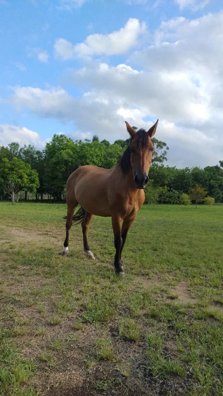 Égua guateada, excelente andadura, mansa para criança.  - Foto 6