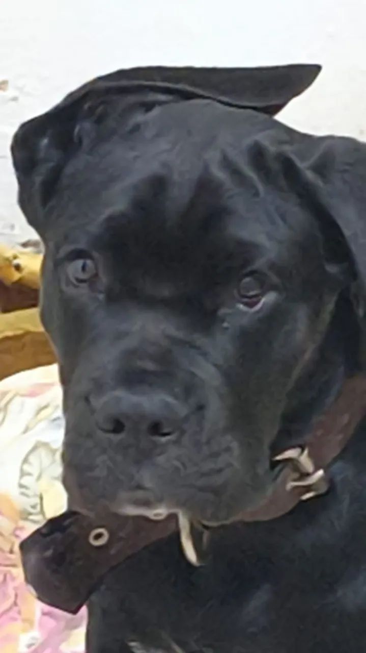 Cane Corso Macho 