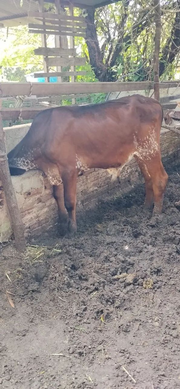 Bezerro - Foto 2