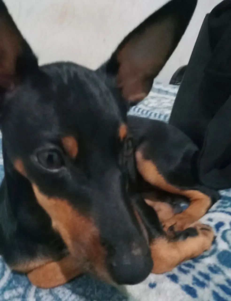 Doação de cachorro Pinscher 