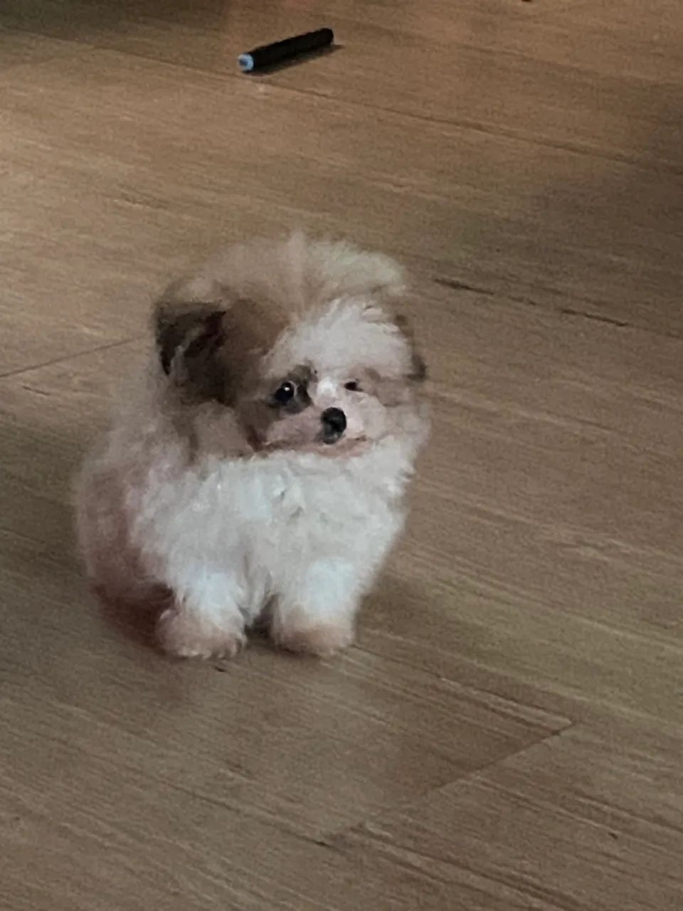 Lindo Lulu com shihtzu