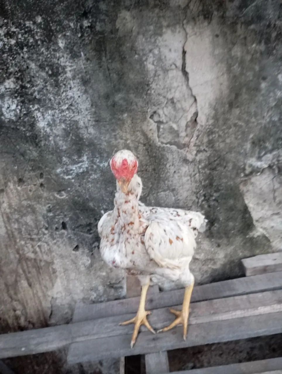 Galinha branca de raça pura - Foto 4