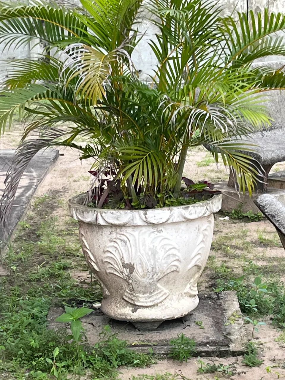 Jarro de plantas  - Foto 2