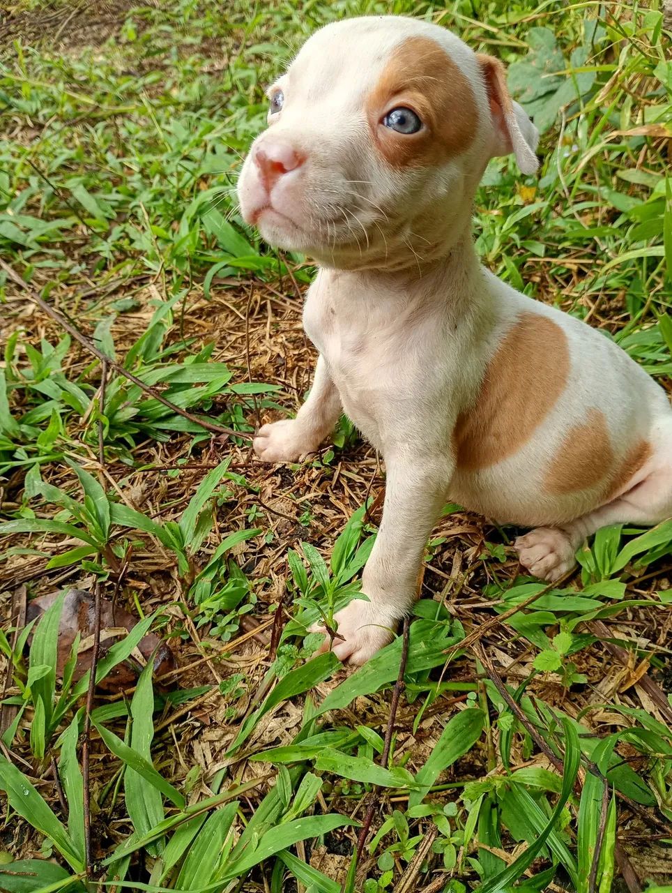 Pitbull  - Foto 4