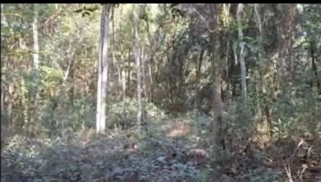 Área Verde Sitio Terra Amada - Foto 4
